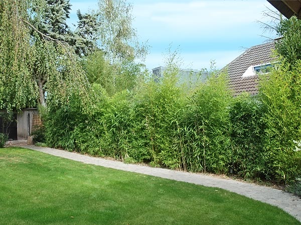 Haie En Bois De Bambou : haie de bambous r?alisation d une haie de bambous de diverses Haie En Bois De Bambou : haie de bambous r?alisation d une haie de bambous de diverses